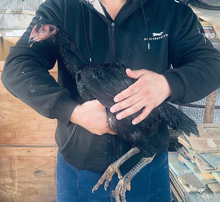 Продам даканов Вьетнам. Ганной