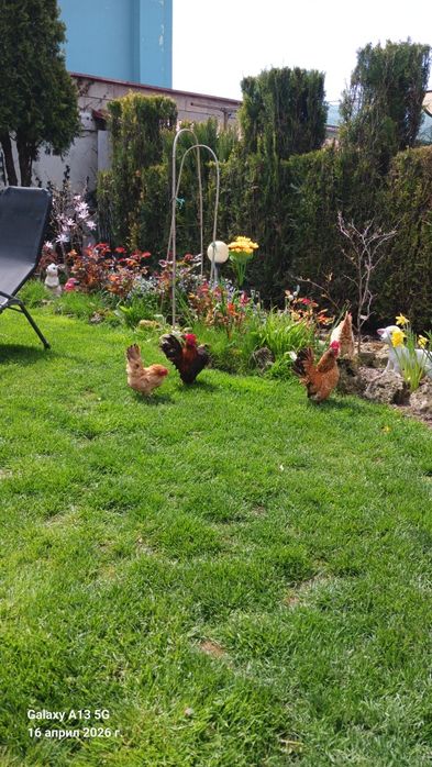 Двойка Серами , много кротки