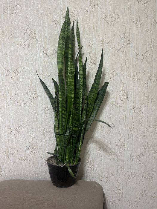 Сансевиерия. Комнатное растение
