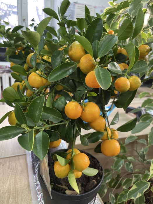 Цитрусовое дерево