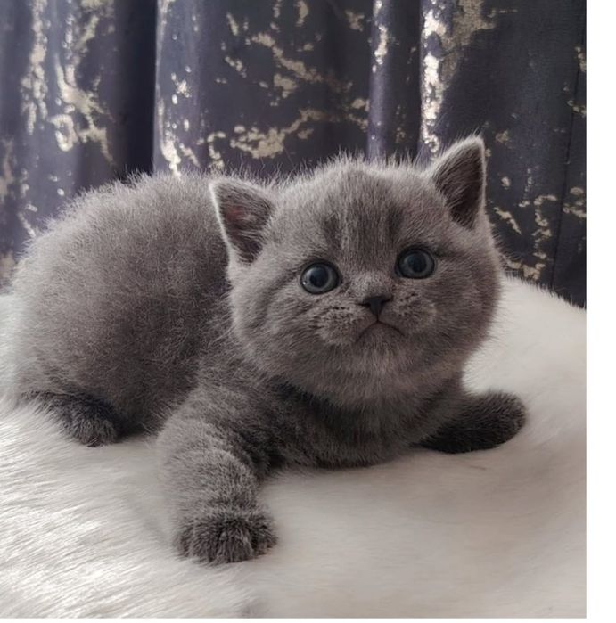 Продам Британских котят