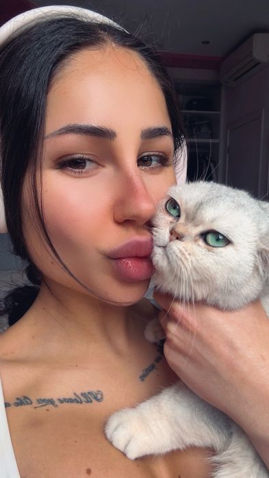 Мъжко коте британска късокосместа
