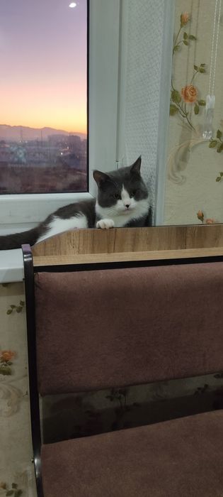 Продаём кота в добрые руки