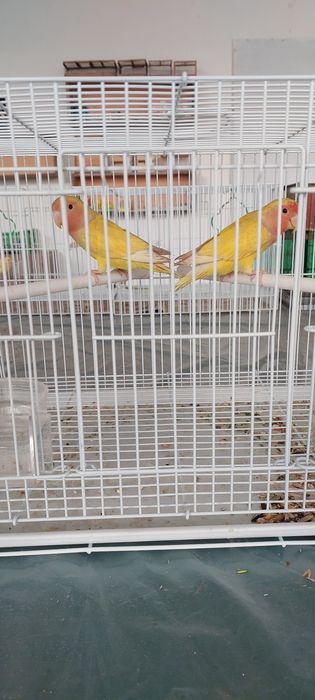 Попугай Неразлучники