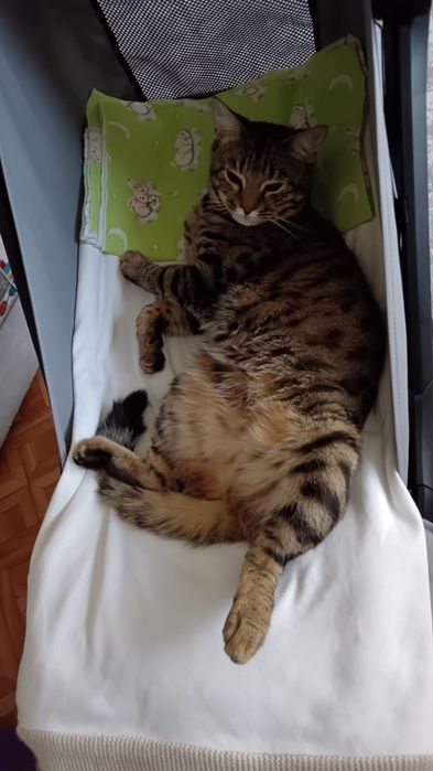 Кошка кошка кошка