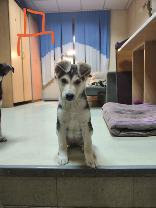 Бесплатно отдам щенка