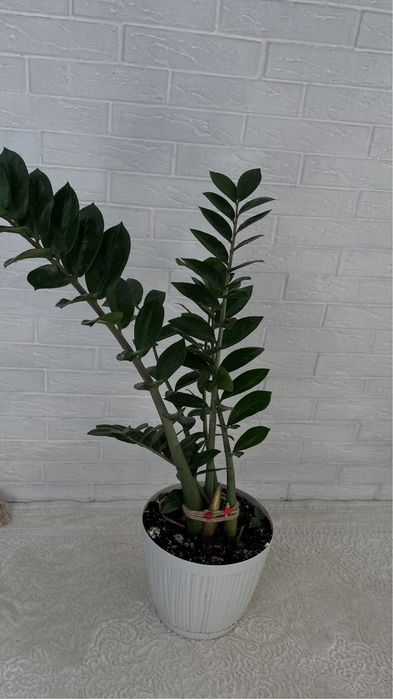 Продам цветок Замиокулькас, 1м