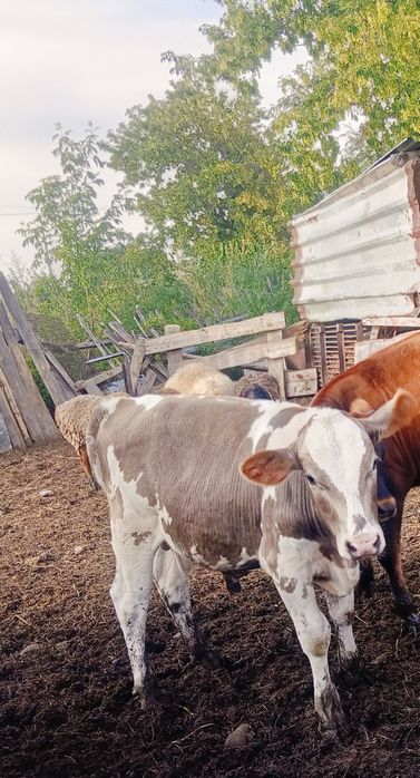 Продам бычка 5 месяцев