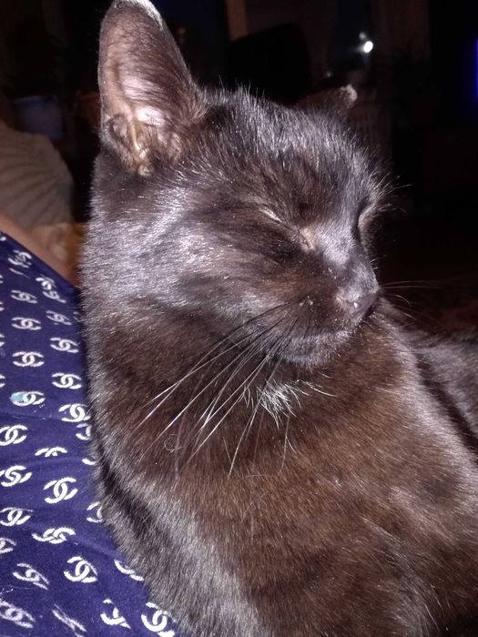 Ищу любимца семьи Мышаню!