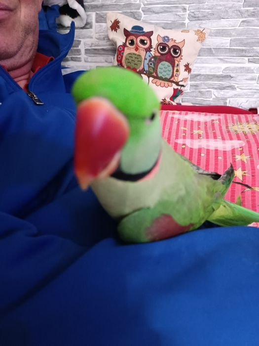 Vând papagal Marele Alex blând
