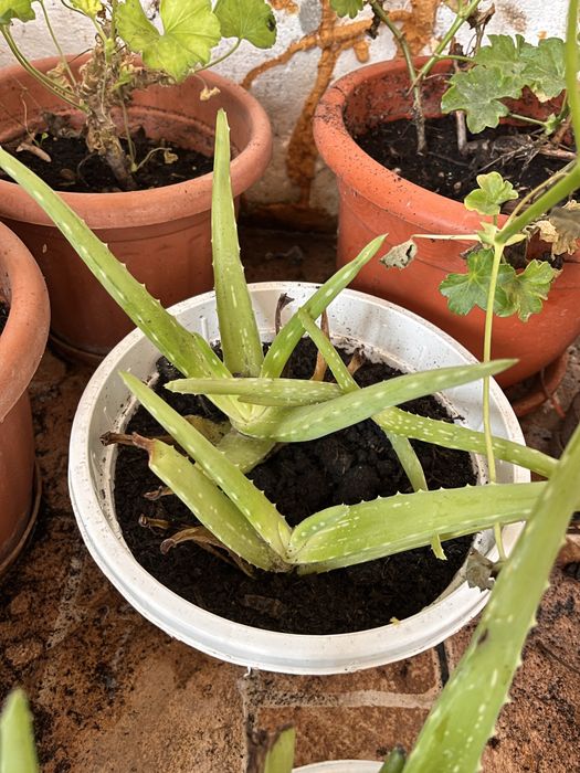 vand pui de aloe vera si planta in sine
