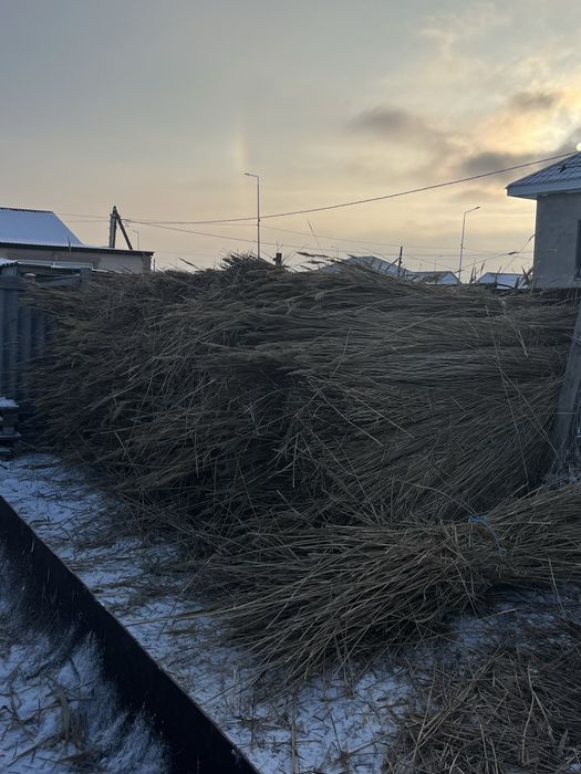 Ши камыс сатылады