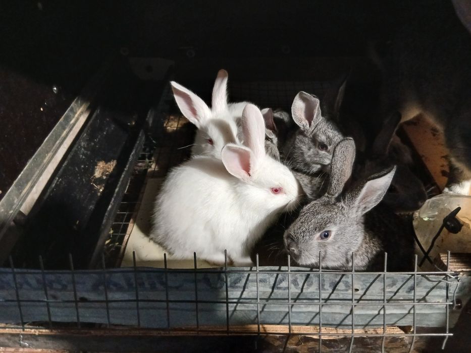 Жамил Курбанбаев