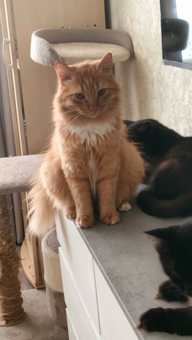 Котя в добрые руки