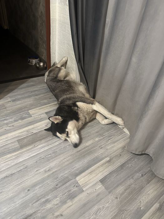 Хаски в добрые руки