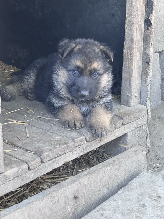 Бебета немски овчарки