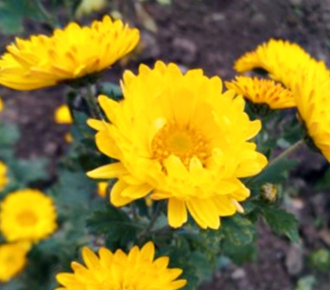Хризантема мультифлора и корейская