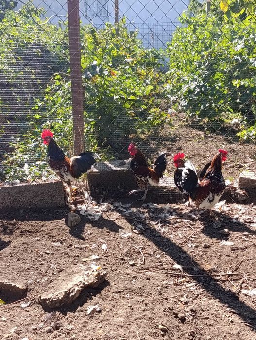 Păsări de curte frumos colorate