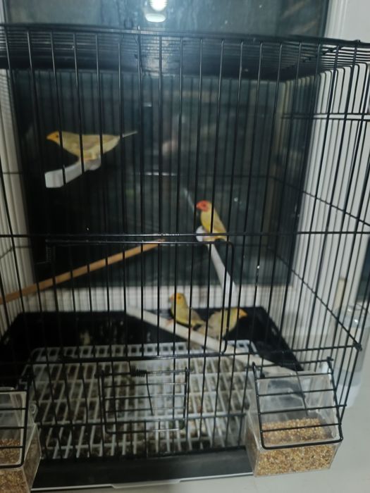 Астрильды Амадаина