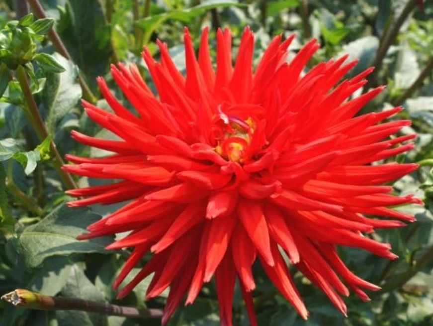 Гиаргена сорта вулкан