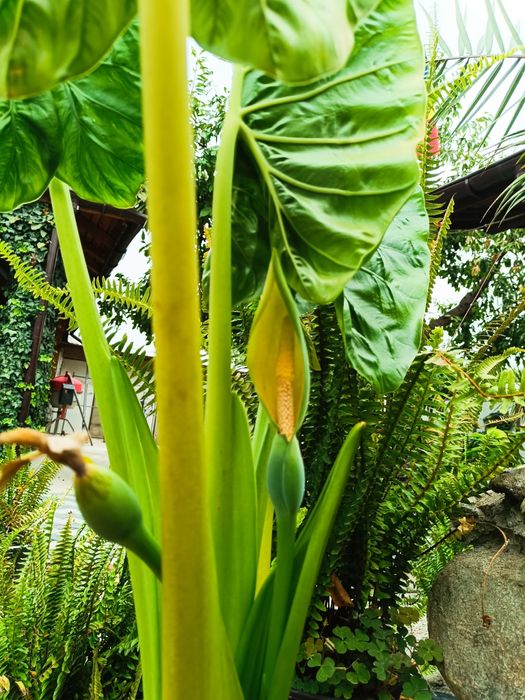 Colocasia ( ureche de elefant )