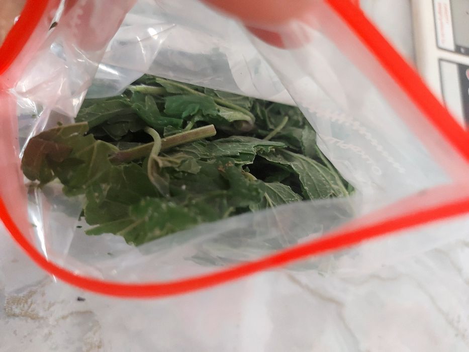 Продам БАРХОТЦЫ базилик