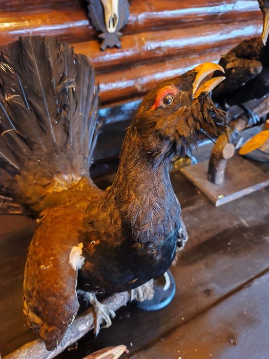 Cocos de munte naturalizat