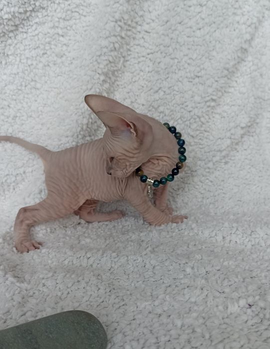 Котик донского сфинкса с документами