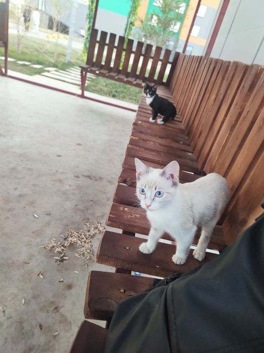 Отдам даром  котятов