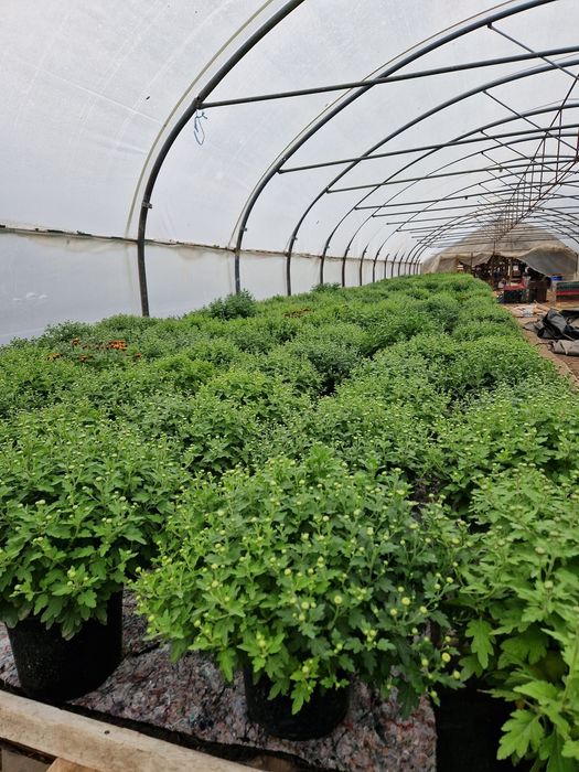 Crizantema en gross, Primule, zmbile și alte flori de vanzare