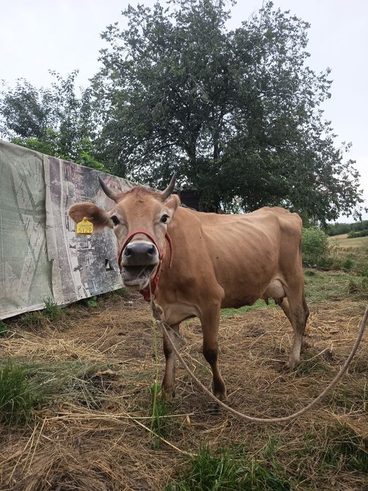 De vânzare vițică Jersey