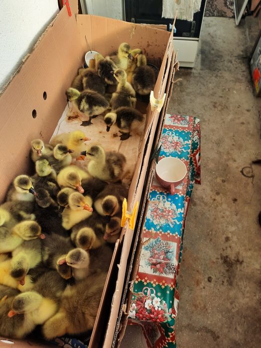 Vand ouă și boboci de găsca