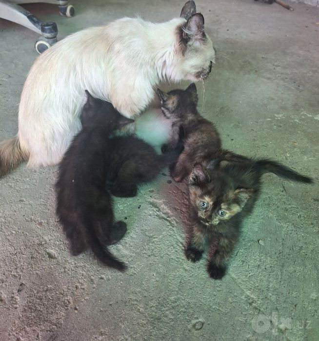 Котята бесплатно