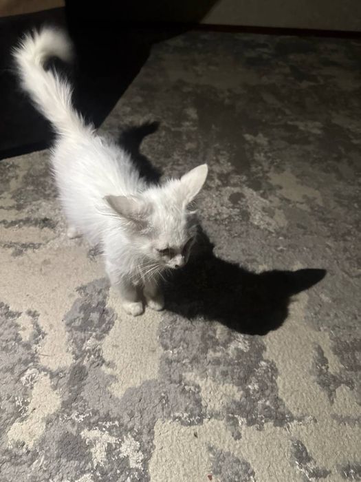 Кошка и котенок в добрые ручки