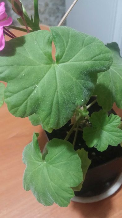 Герань комнатная