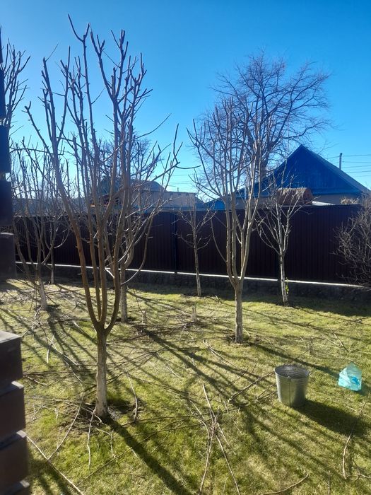 Обрезка плодовых деревьев кустарников