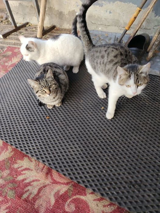 Котята в добрые руки. Срочно