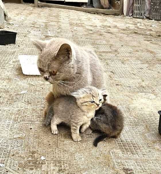 Кошки шотландские, 1,5 месяца, Дешево, Арзон мушукчалар.