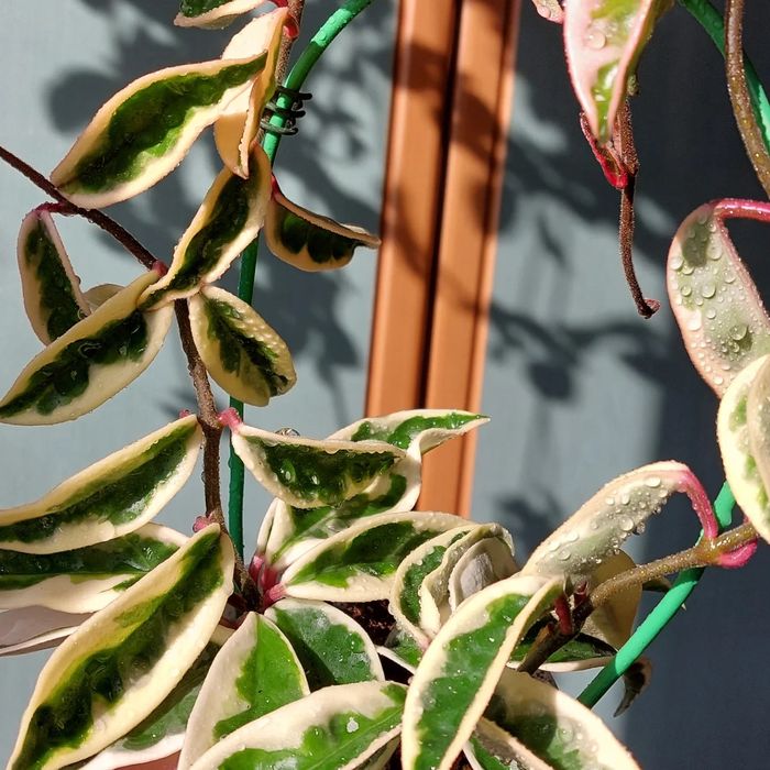 Хойи . Комнатные растения .