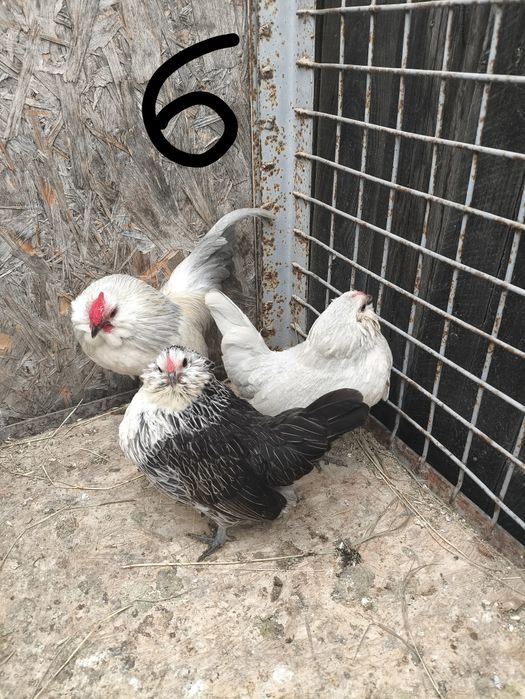 Oua de incubat Barboasa de Anvers