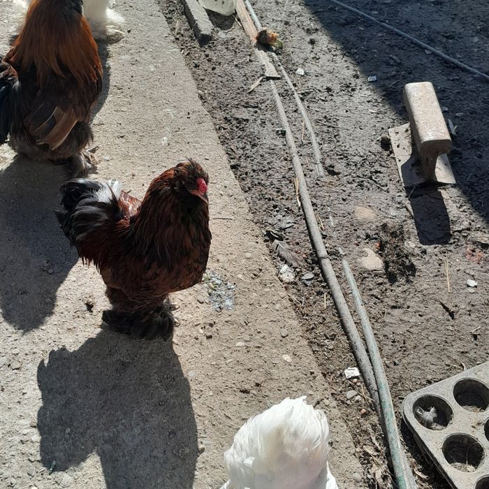 Cocosi pitici montați și încălțati