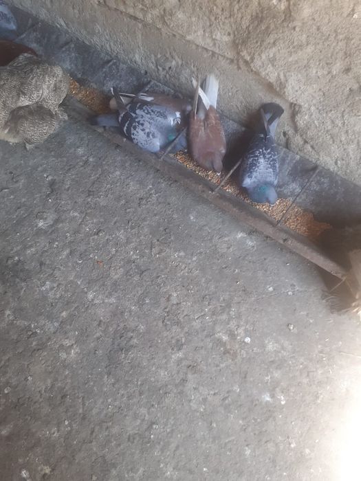 Vănd porumbei poștași