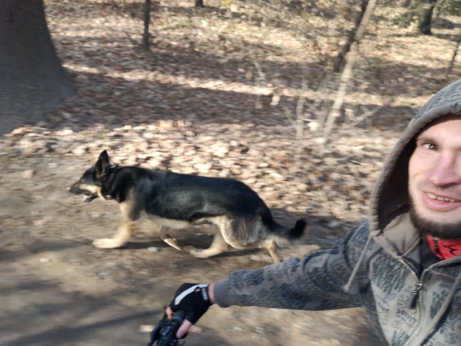 Кобель ВЕО вязка развязанный овчарка