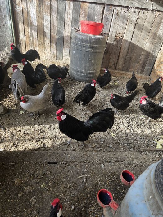 De vânzare  ,Cocoșii Rozecomb Bantam