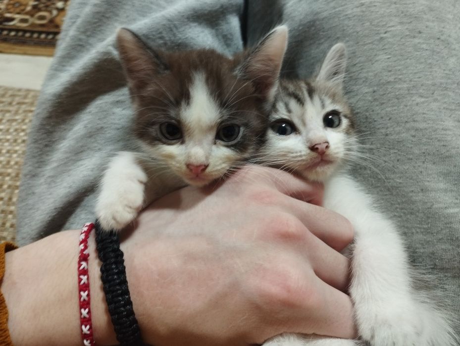 Два маленьких котенка