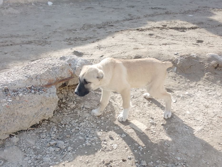 Кангал боласи угил бола 3 ойлик