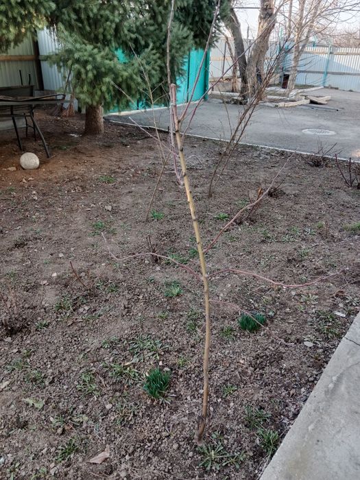 Дерево Каштан Яблоня