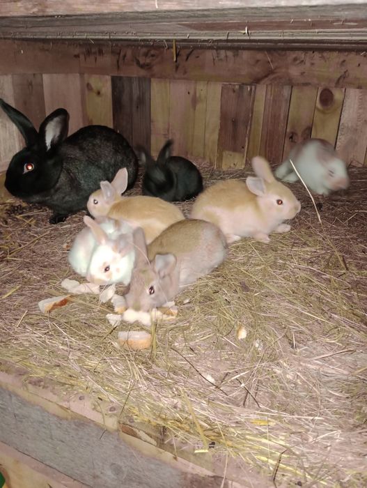 6 pui iepure cauta alta casa.