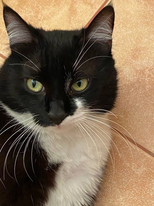 Молодой котик ищет дом