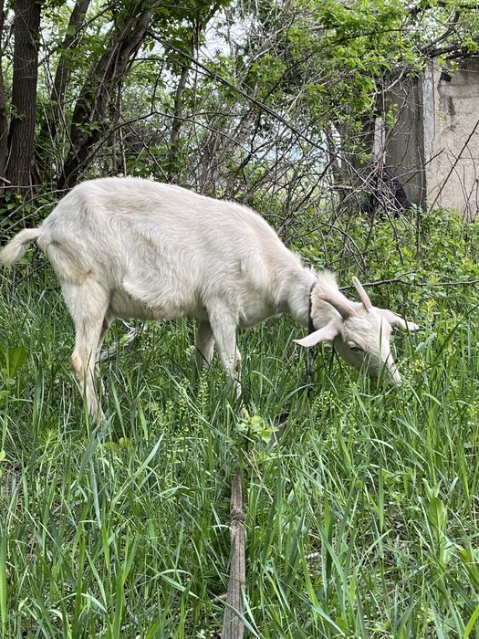 Продам козы домашняя